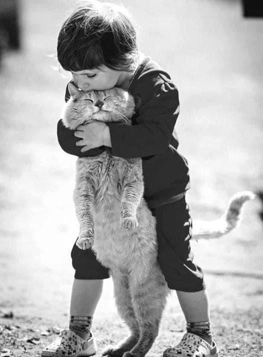 cutecat